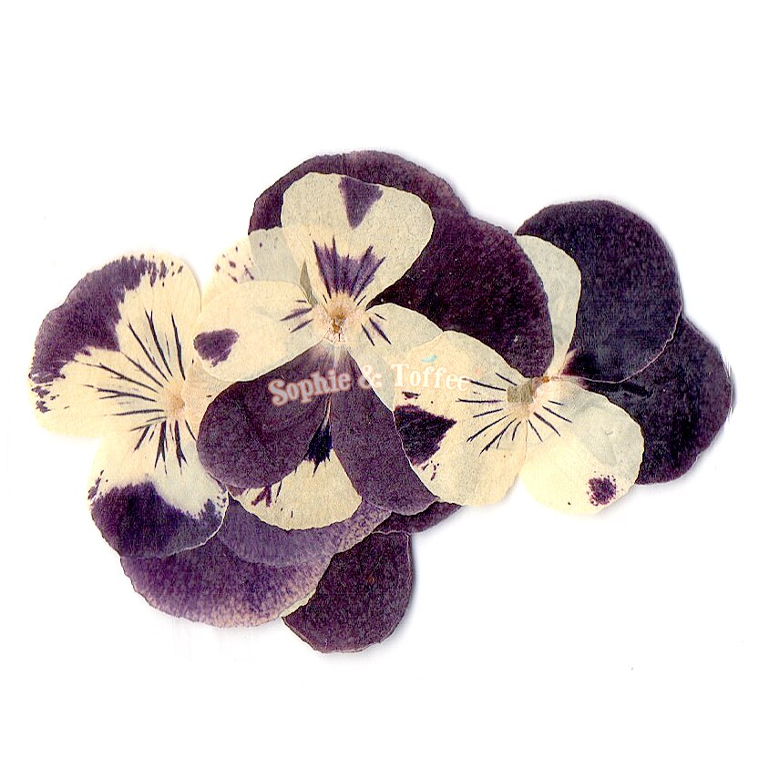 Viola Flower Pressed Real Dried Flowers (5 pieces)